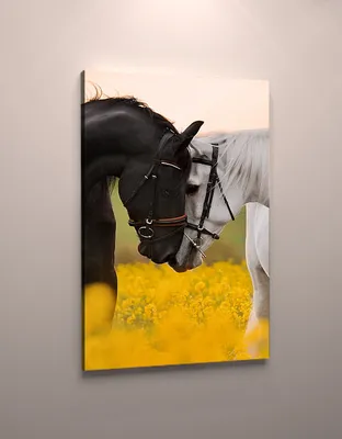 Фотообои Две лошади в загоне артикул Anm-229 купить в Оренбург|;|9 |  интернет-магазин ArtFresco