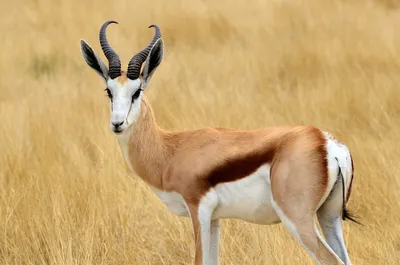Джейран (Gazella subgutturosa) - Goitered gazelle | Film Studio Aves -  YouTube
