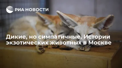 Заболевания диких и экзотических животных и их роль в заболевании людей –  тема научной статьи по ветеринарным наукам читайте бесплатно текст  научно-исследовательской работы в электронной библиотеке КиберЛенинка