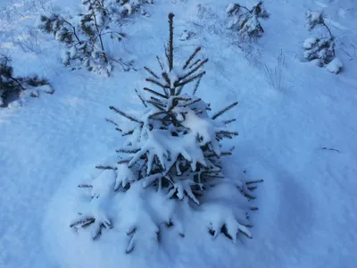 Картинки зима ели в снегу (65 фото) » Картинки и статусы про окружающий мир  вокруг