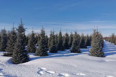 Зимняя елка - 70 фото