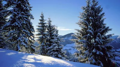 снежок ели под зимой стоковое изображение. изображение насчитывающей небо -  390765