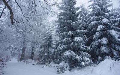 Фото Германия Hesse ели зимние Природа снегу деревьев
