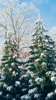 Маленькая елочка в лесу зимой (74 фото) - 74 фото