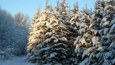 Елка с шишками зимой - 62 фото