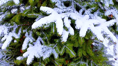 Зимнее фото в лесу с елью | Зимняя фотография, Зимние наряды, Лес