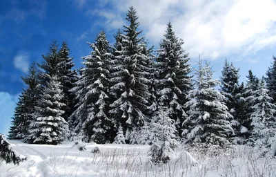 Картина на холсте Ели зима пейзаж природа елки сосны (5) 70х100 см - купить  по низкой цене в интернет-магазине OZON (1247229121)