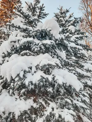 Ель в лесу под снегом - 62 фото