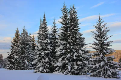 Елка в лесу зимой (140 фото) - 140 фото