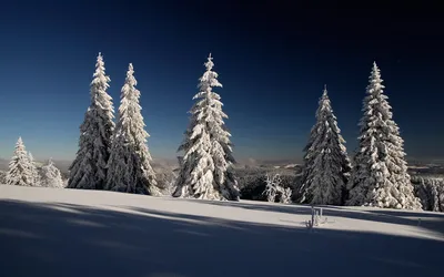 зима, снег, природа, солнечны день, мороз, деревья, ели Stock-Foto | Adobe  Stock