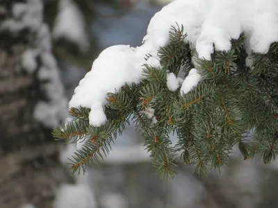Елки со снежными вершинами, зима в лесу, снежный покров, снежинки,  вечнозеленые деревья, иглы Векторное изображение ©robuart 426336018