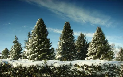 Покрытая снегом зеленая ветка ели зимой - обои для рабочего стола,  картинки, фото