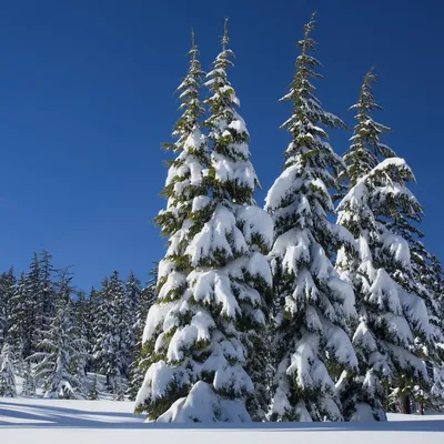 Ели заваленные снегом елки в снегу зимой сугробы снег снежинки холод мороз  эстетика севера ночь небо | Эстетика, Удивительная природа, Снег
