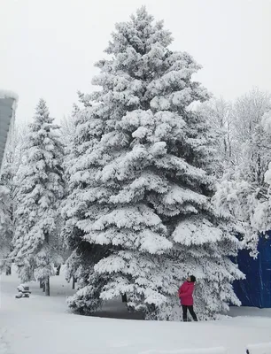 Огромная ёлка в снегу | Снег, Пейзажи, Ёлки