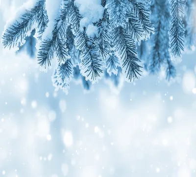 Елка в снегу :: ИРИШКА КАЗАКОВА – Социальная сеть ФотоКто