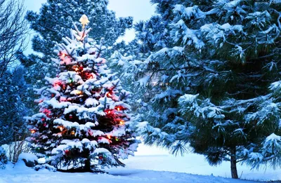 елки в снегу :: Танзиля Завьялова – Социальная сеть ФотоКто