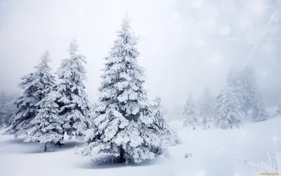 Заснеженные елки или снежные королевы
