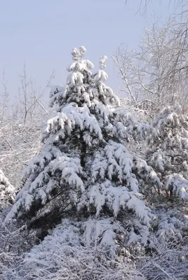 Елочка в снегу (58 фото) - 58 фото