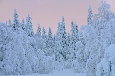 Картинки елки в снегу фотографии