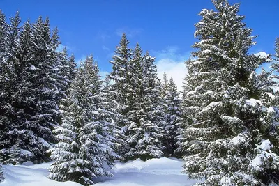 CRYSTAL TREES Елка АМАТИ в снегу 300 см.