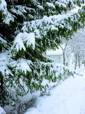 Ёлки,снег, профессиональное фото, …» — создано в Шедевруме