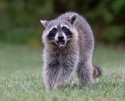 Енот-полоскун -Raccoon. Photographer Etkind Elizabeth