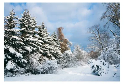 зимний пейзаж на берегу реки с туманом и с деревьями в инее, Россия, Урал,  февраль Photos | Adobe Stock