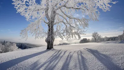 зимний пейзаж в лесу с деревьями в инее, Россия, Урал, февраль Stock Photo  | Adobe Stock