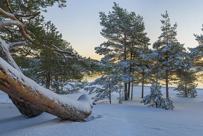 картинки : пейзаж, дерево, природа, лес, филиал, снег, зима, мороз, Погода,  Рождество, время года, метель, Декабрь, естественная среда, Февраль,  Январь, Замораживание, окружающая среда, зимняя буря 1920x1260 - - 1138529  - красивые картинки - PxHere