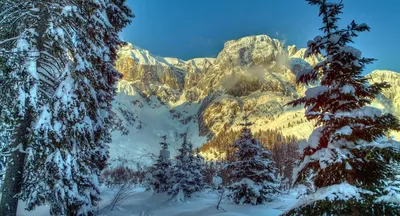 Зимний пейзаж с хвойными деревьями и белым снегом | Обои для телефона