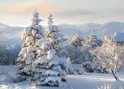 Сказочный домик в лесу под снегом, иней на деревьях, природа Сибири в  феврале Stock-Foto | Adobe Stock