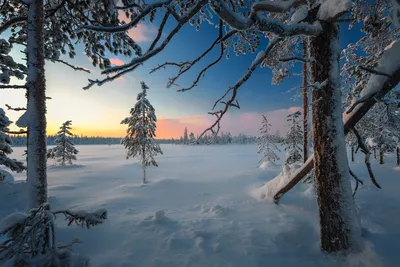 Деревья в инее в феврале, природа Сибири, голубое небо Stock-Foto | Adobe  Stock