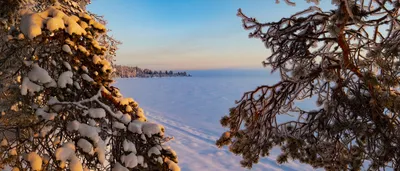 Сибирская тайга в феврале — Фото №310522