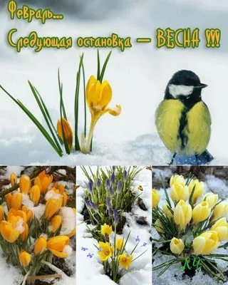 Картинки февраль скоро весна фотографии
