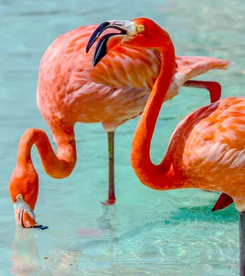 Картинки Фламинго фотографии