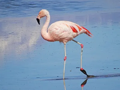 Почему фламинго розовые — Ferra.ru