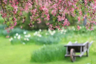 Красивый весенний цветущий фон красивый весна весна Весенний тур Открытая  весна Весенние Фон Обои Изображение для бесплатной загрузки - Pngtree |  Цветочные фоны, Весна, Векторные иллюстрации