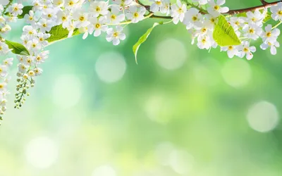 Абстрактный весенний цветочный фон стоковое фото ©Konstanttin 9259333
