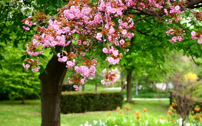 Больше 50 бесплатных иллюстраций на тему «Весенний Фон» и «»Цветы - Pixabay