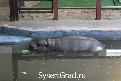 Открытка 42362 Дарю \"ПОЗИТИВЧИК!\" конвертик 85х165, цена 13 руб., артикул  30091-47