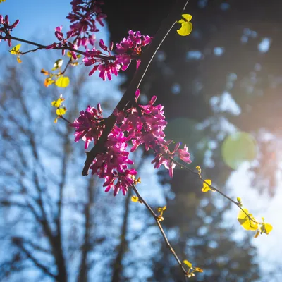 10 ярких обоев | Весна | Пикабу
