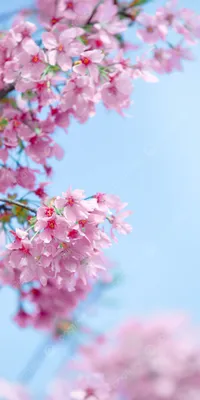 Картинки весна на заставку телефона (47 фото) • Прикольные картинки и  позитив | Wallpaper nature flowers, Beautiful flowers photography,  Beautiful nature wallpaper