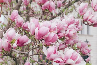10 городов, где самая красивая весна | Biglion Lifestyle | Дзен
