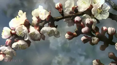Картина Ранняя весна ᐉ Резванюк Мария ᐉ онлайн-галерея Molbert.