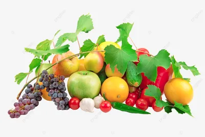 Векторная композиция из фруктов и овощей. Симпатичный горизонтальный набор  с яблоками, тыквой и морковью. Клипарт с композицией осеннего сада. Значок  урожая осеннего сезона, выделенный на белом фоне - Ozero - российский  фотосток