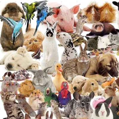 Много диких животных на белой предпосылке Иллюстрация вектора - иллюстрации  насчитывающей лемур, олени: 93093446