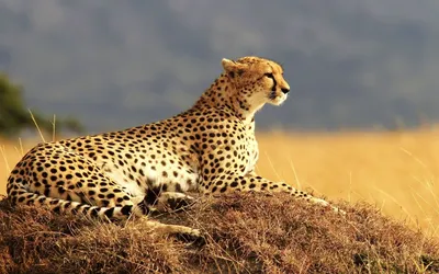 Чем леопард отличается от гепарда: 10 интересных различий крупных кошек |  Приключения натуралиста | Дзен