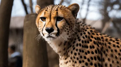взгляд гепарда вне стоковое фото. изображение насчитывающей охотники -  1010446