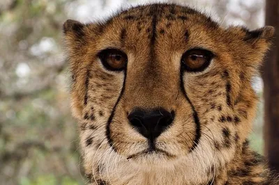Гепарды находятся на грани исчезновения | Новости Приднестровья