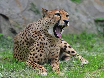 Самка гепарда родила рекордное число котят в зоопарке - 04.01.2018, Sputnik  Казахстан